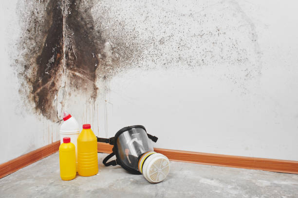 Best Office Mold Removal Services  in Frankton, IN