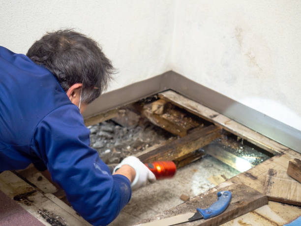 Best Home Mold Removal  in Frankton, IN