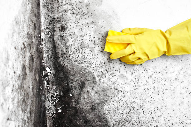 Mold Removal Process in Frankton, IN