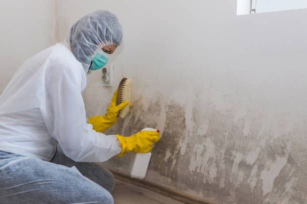 Best Mold Removal Company Near Me  in Frankton, IN