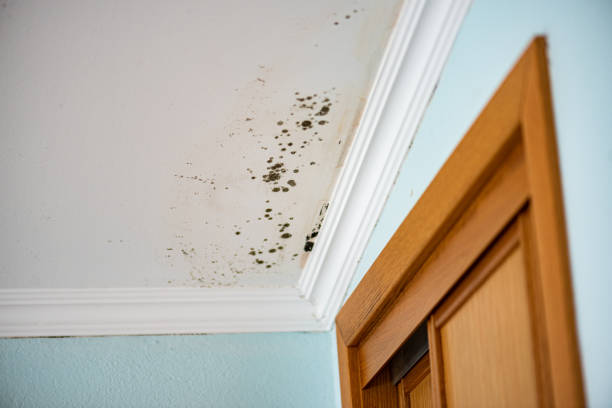 Best Crawl Space Mold Removal  in Frankton, IN