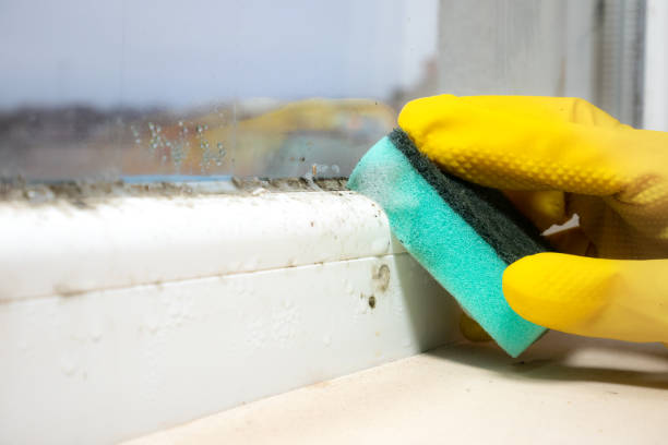 Best Mold Removal Near Me  in Frankton, IN