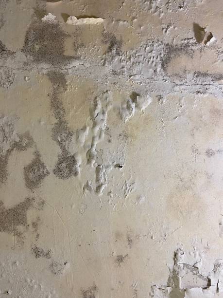 Best Mold Cleaning Services  in Frankton, IN
