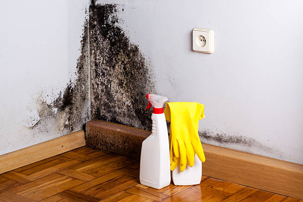 Best Residential Mold Removal  in Frankton, IN