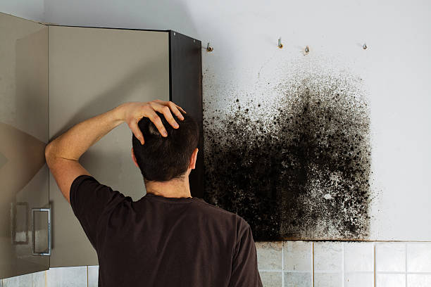 Best Local Mold Removal Service  in Frankton, IN