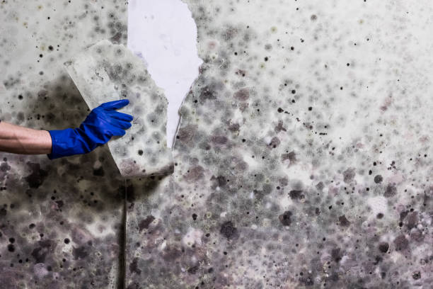 Best Mold Testing  in Frankton, IN