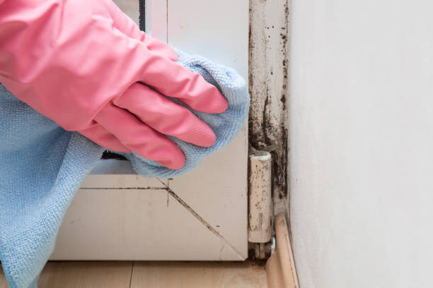Best Mold Remediation Services  in Frankton, IN