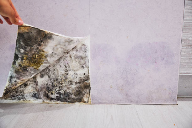 Best Mold Remediation  in Frankton, IN